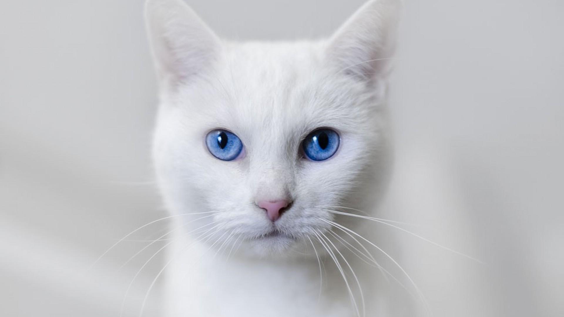 White Cat Blue Eyes Wallpapers - Top Free White Cat Blue Eyes Backgrounds -  WallpaperAccess