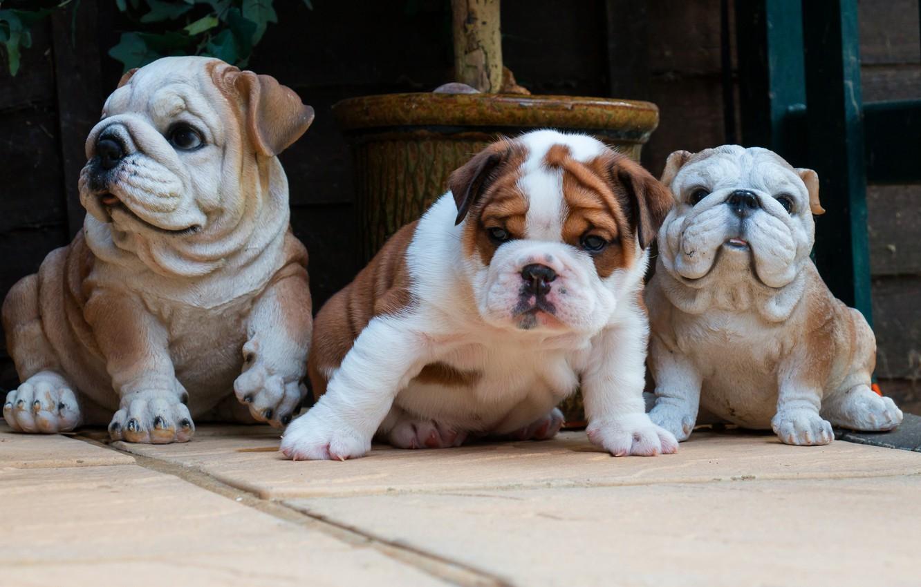 1332x850 Wallpaper dogs, tile, dog, baby, puppies, yard, puppy, bulldog, face, sitting, trio, figures, ceramics, the bulldogs image for desktop, section собаки