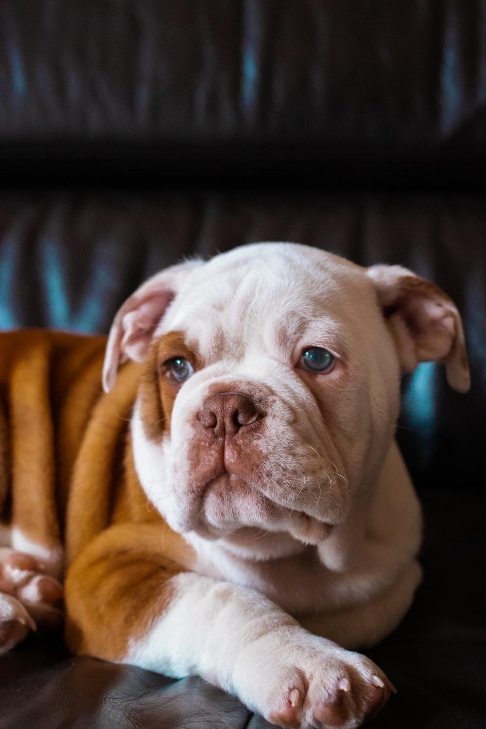 1000x1500 English Bulldog Picture. Download Free Image