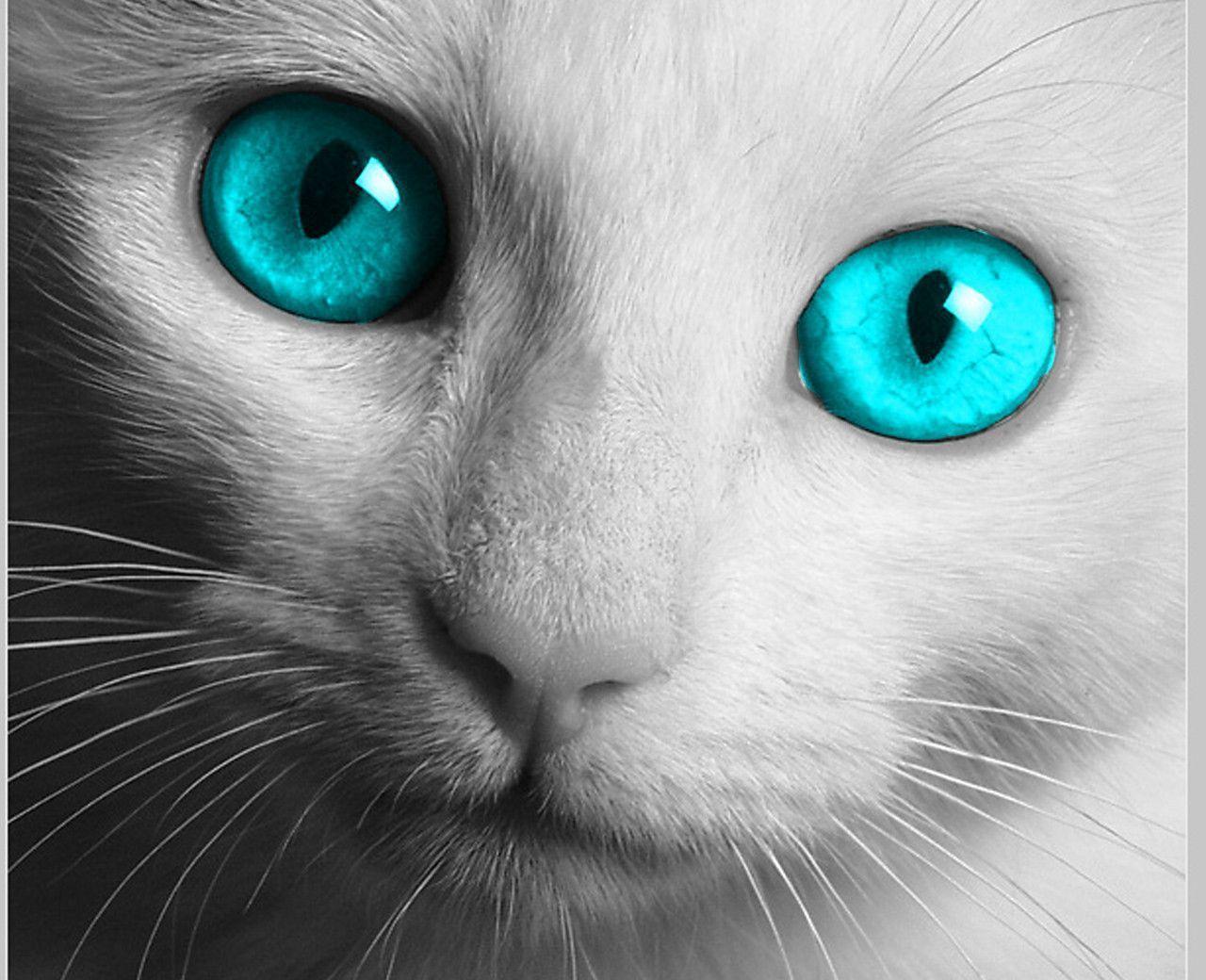 White Cat Blue Eyes Wallpapers - Top Free White Cat Blue Eyes Backgrounds -  WallpaperAccess