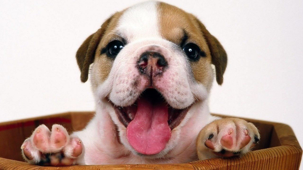 1280x720 Beautiful Bulldog Puppies That Will Melt Your Heart