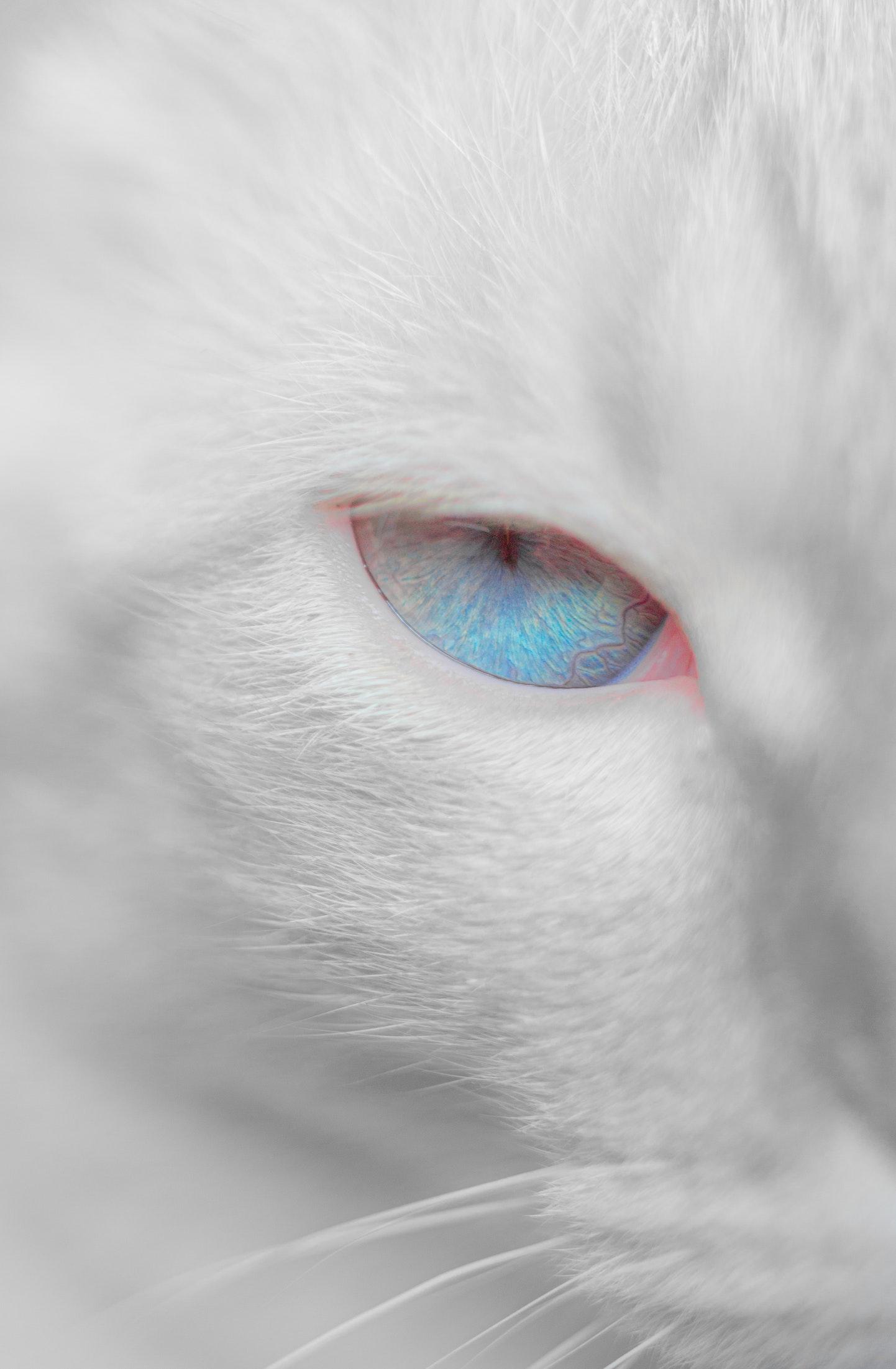 1442x2202 White cat with bright blue eyes wallpaper for phone