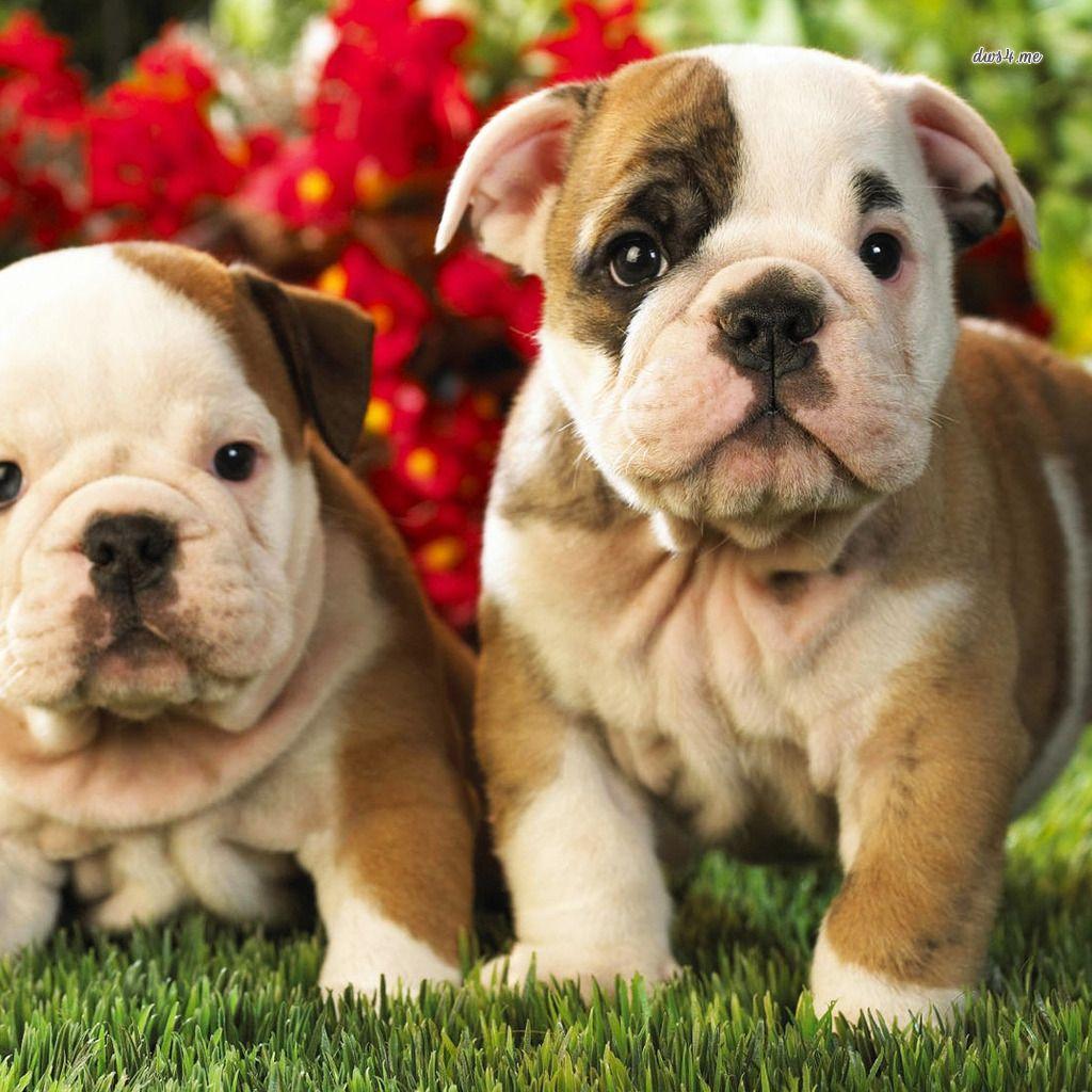 1024x1024 Cute Bulldog Puppies Wallpaper