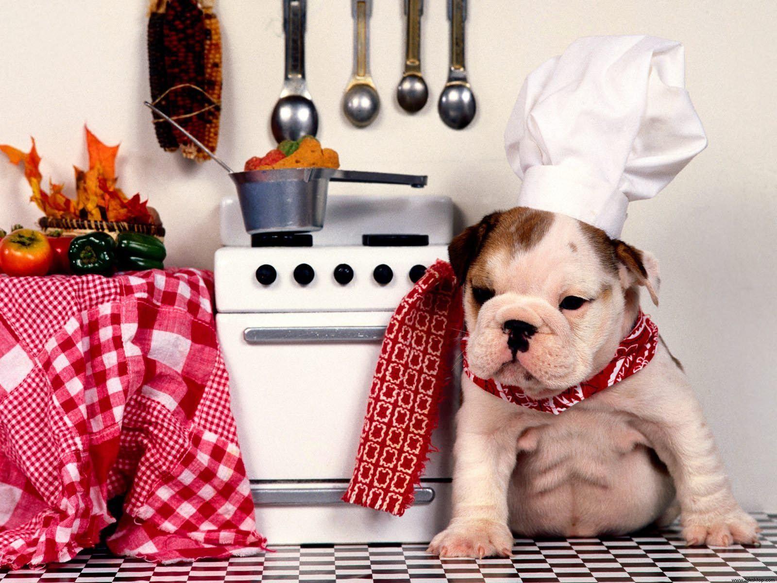 1600x1200 baby bulldogs. Bulldog wallpaper, Bulldog, English bulldog puppies