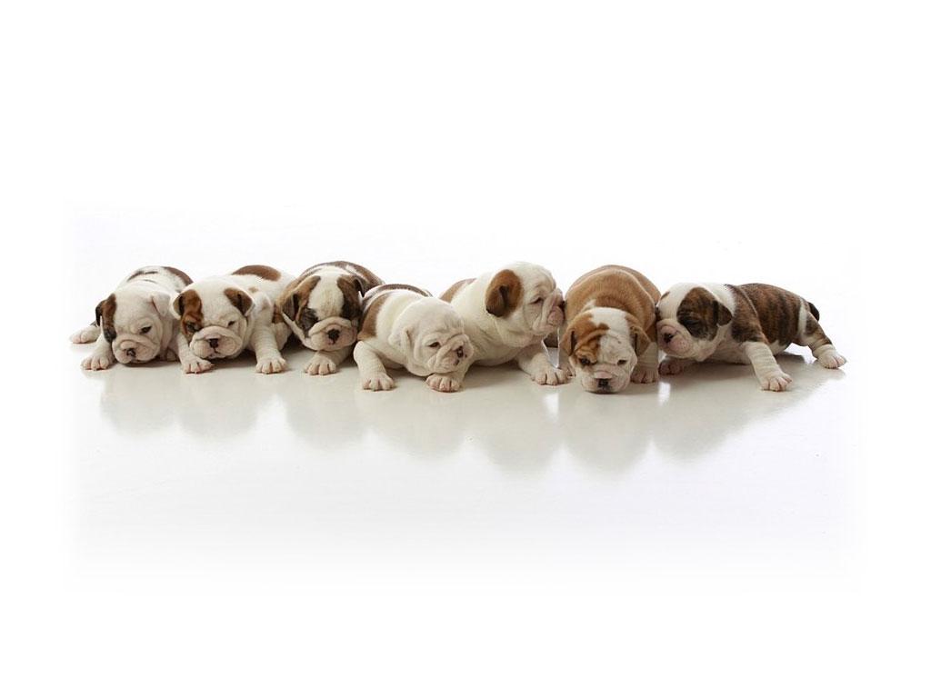 1024x768 Bulldog Puppy Wallpaper