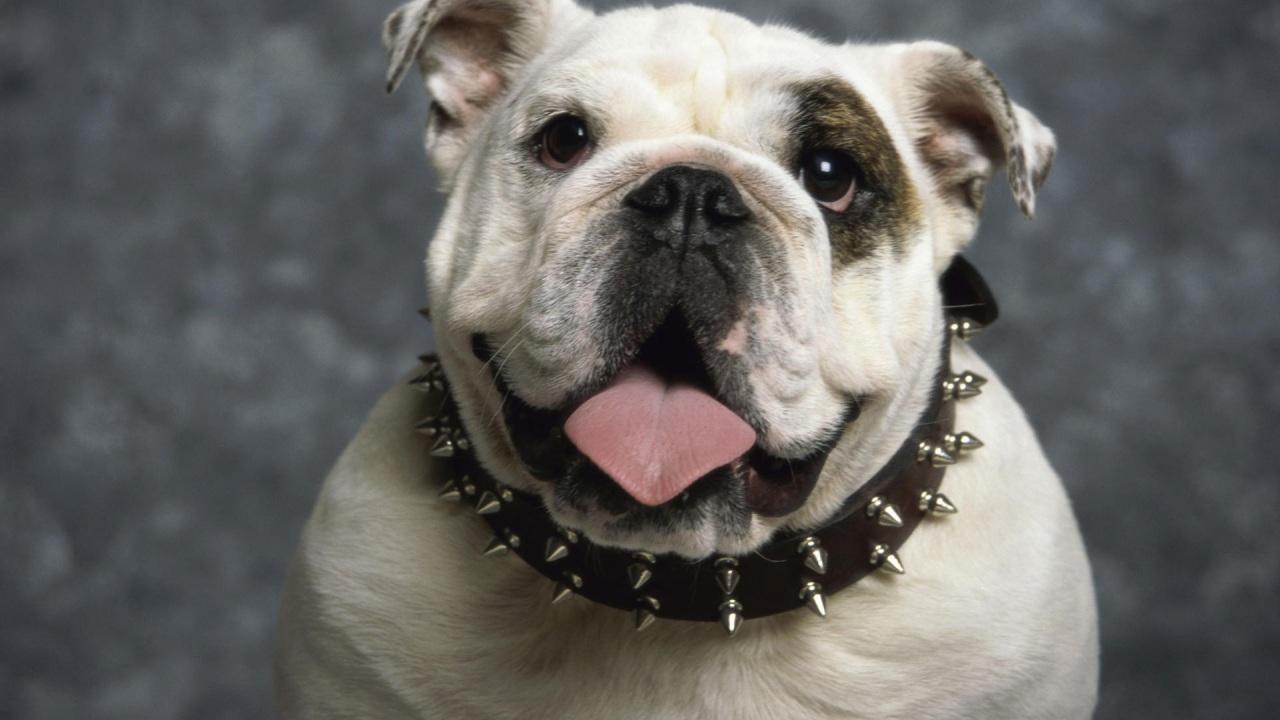 1280x720 Wallpaper 4k English Bulldog Wallpaper