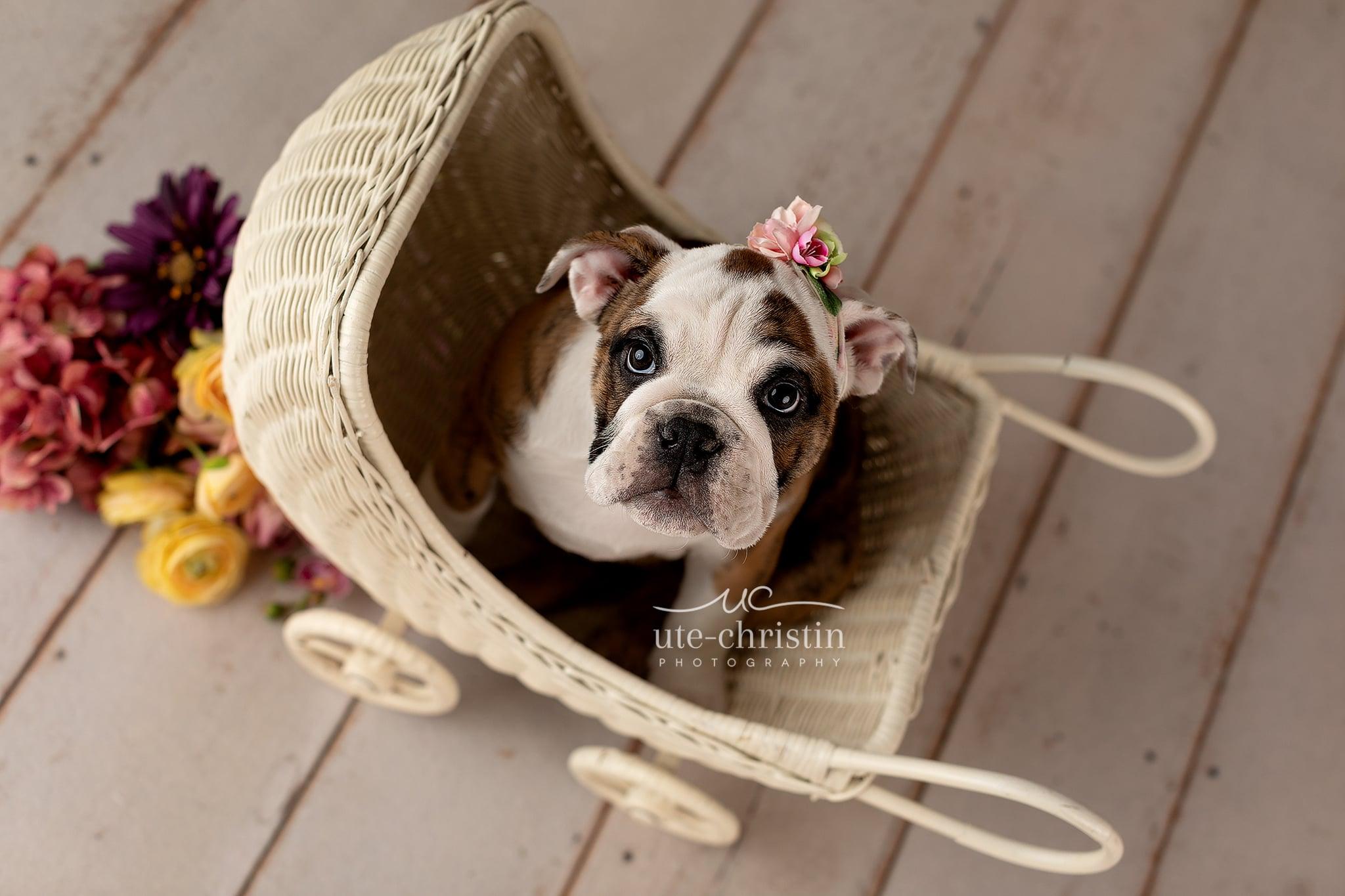 2048x1365 Newborn English Bulldog Puppy Photo For Valentine's Day
