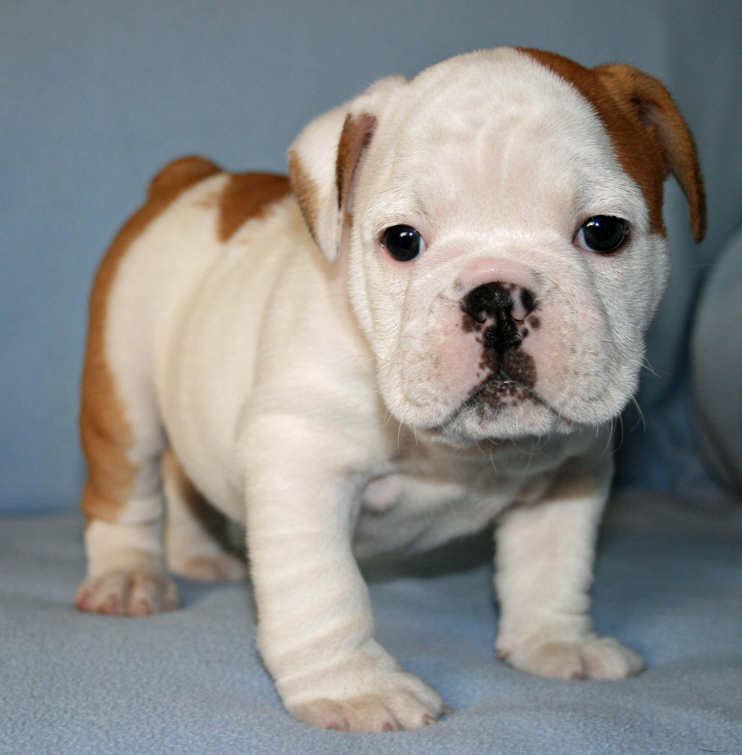2394x2436 English bulldog.. 3b Bulldog Picture English Bulldogs. Bulldog puppies, Bulldog, English bulldog