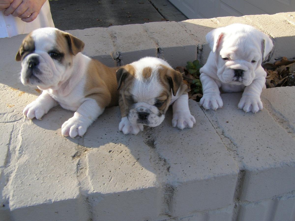 1200x900 Miniature English Bulldog Info, Temperament, Puppies, Picture
