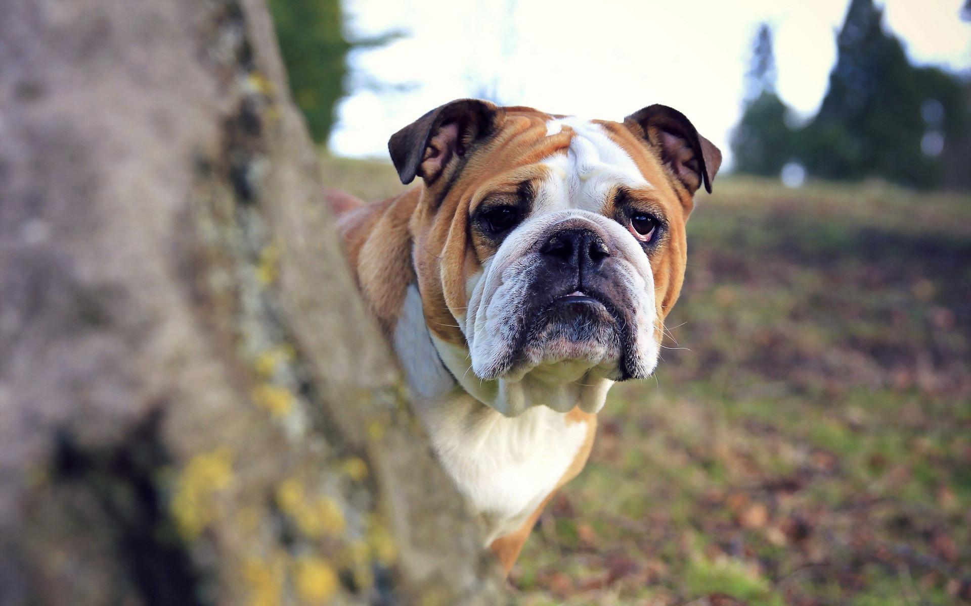 1920x1200 Bulldog wallpaperx1200