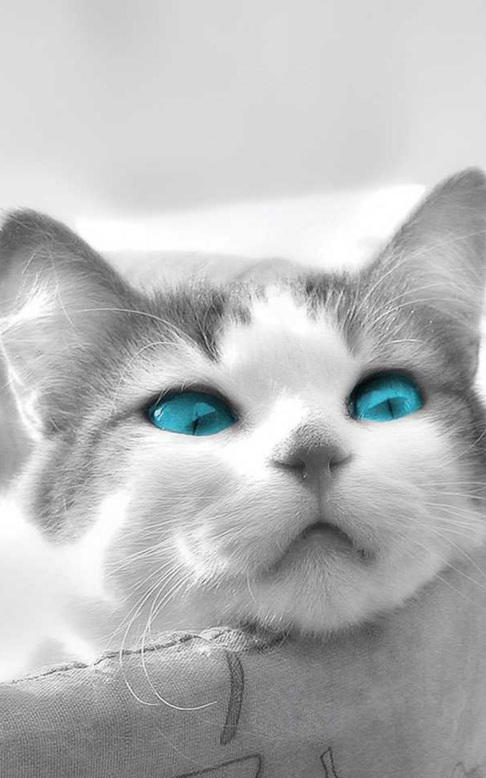 1000x1600 Free download Android Wallpaper Black And White Cat Blue Eyes [1000x1600] for your Desktop, Mobile & Tablet. Explore Black Cat Wallpaper for Android. Black Wallpaper for Phone, Black Power