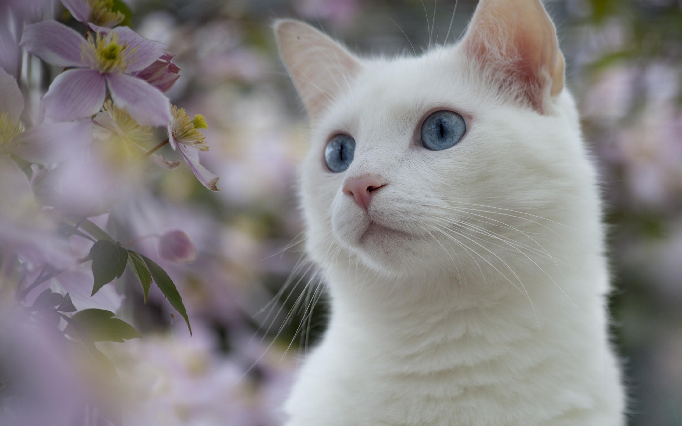 2880x1800 White Cat Wallpaper, HD White Cat Background
