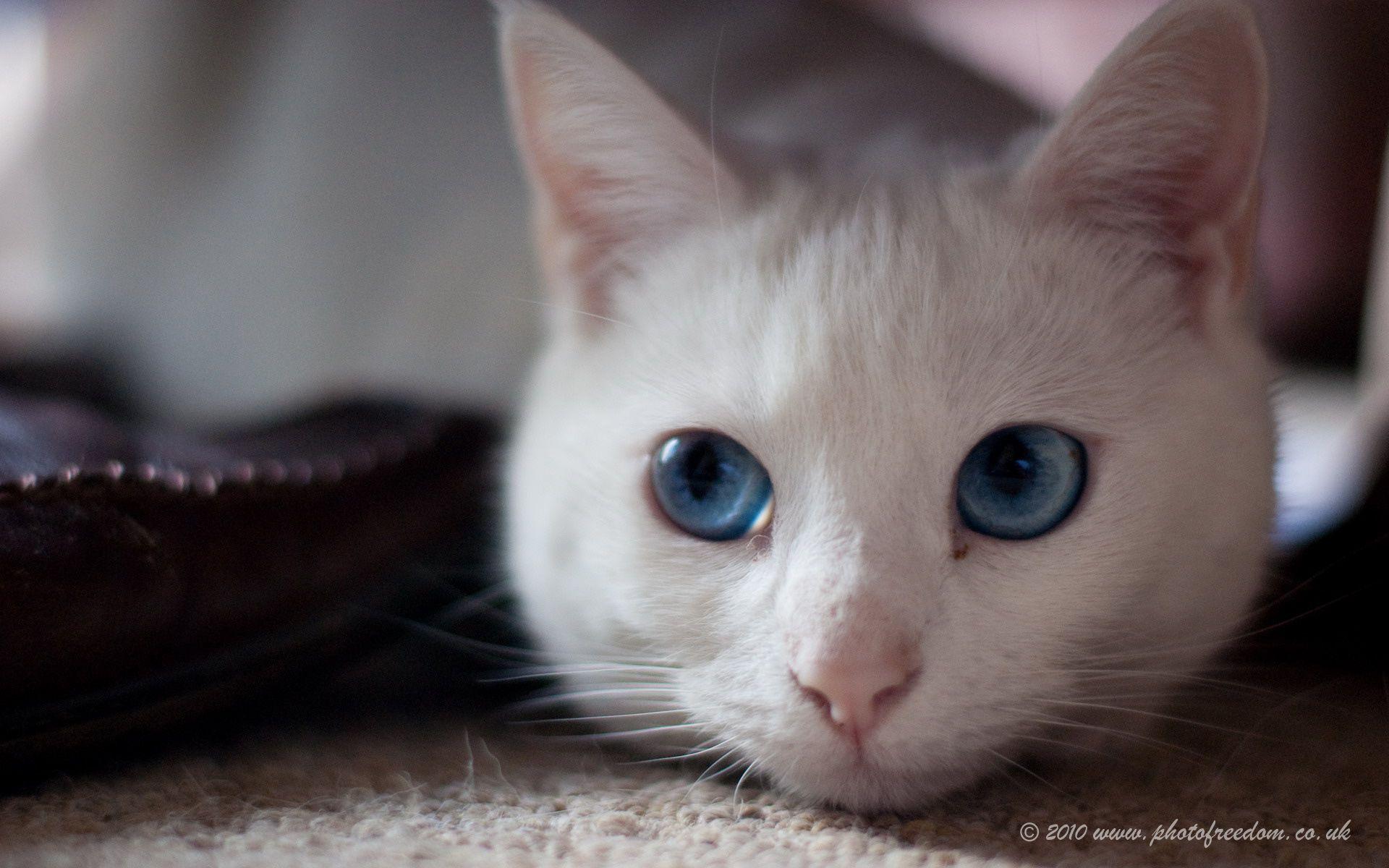 White Cat Blue Eyes Wallpapers Top Free White Cat Blue Eyes