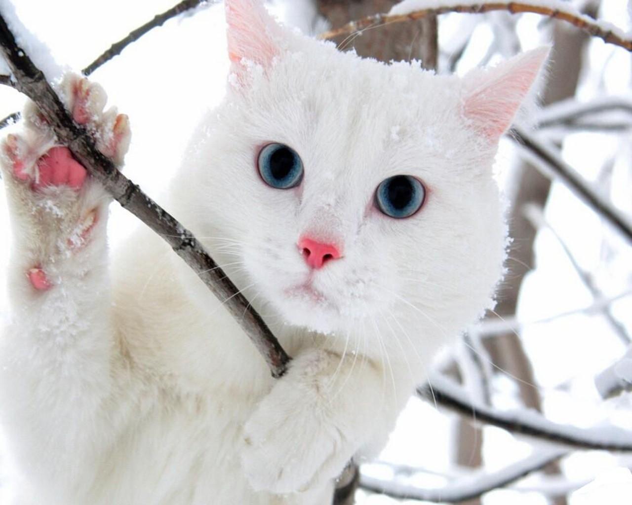 White Cat Blue Eyes Wallpapers Top Free White Cat Blue Eyes