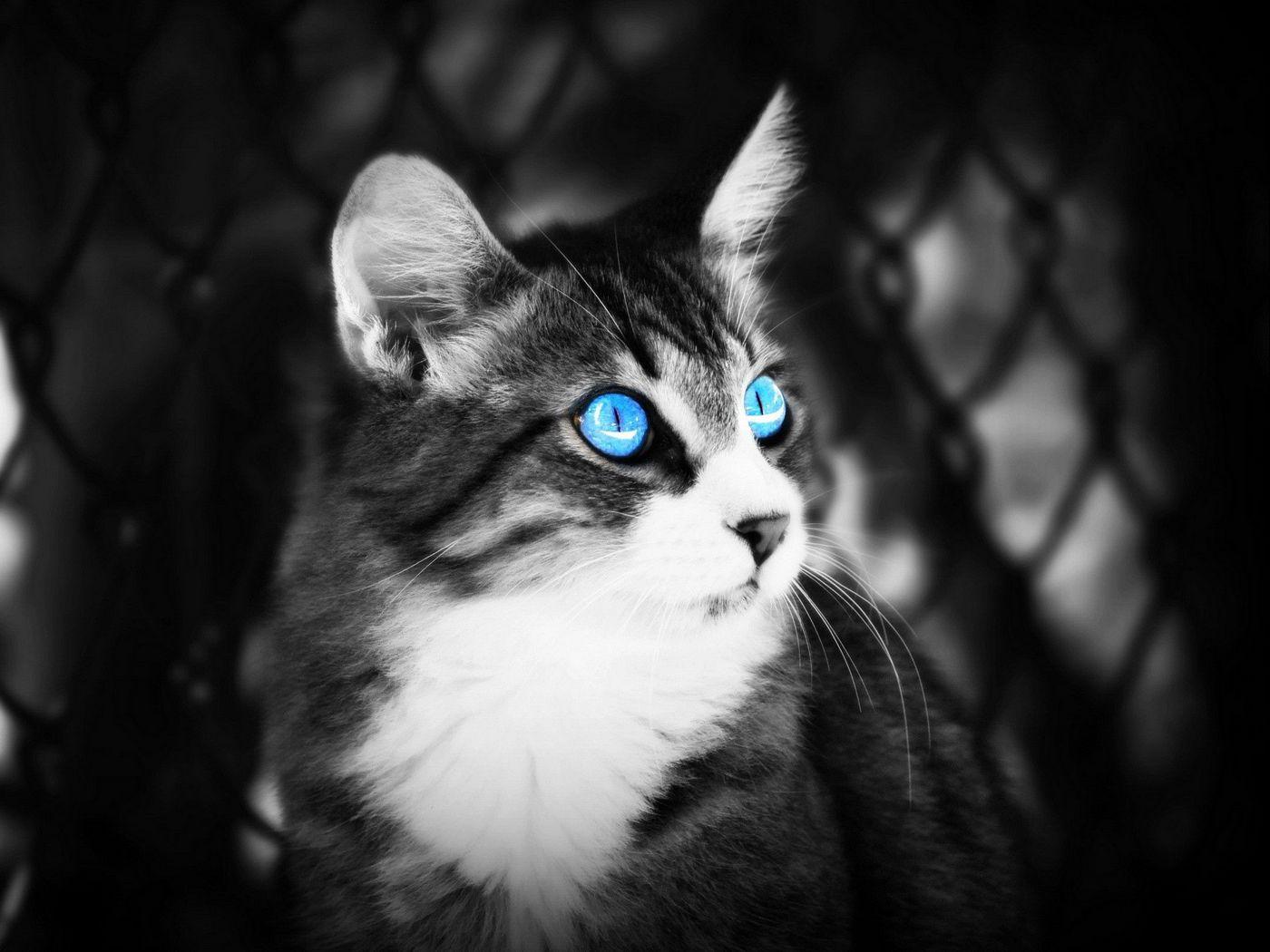 White Cat Blue Eyes Wallpapers Top Free White Cat Blue Eyes