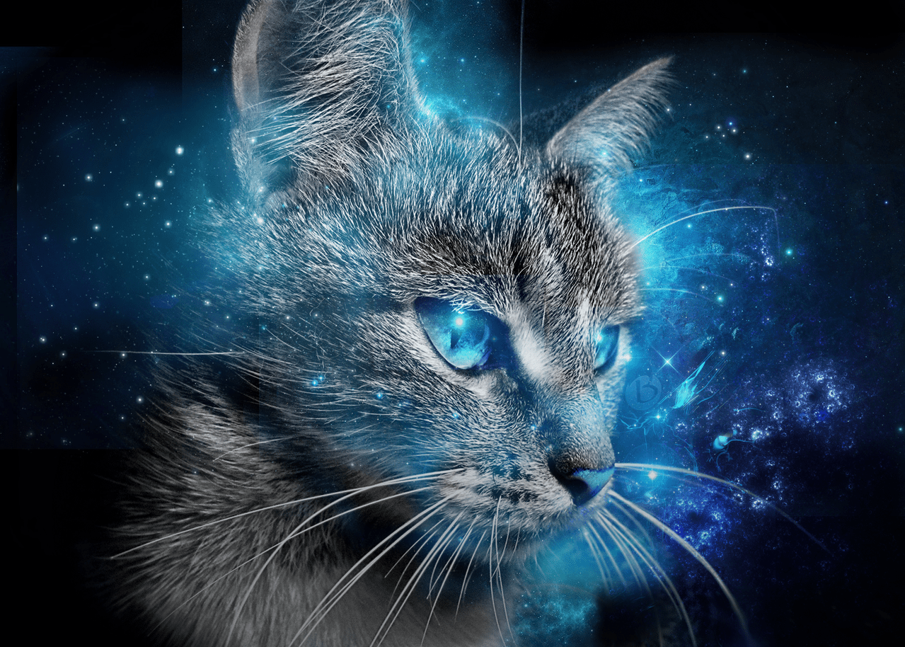 1279x914 Blue Eyed Cats Wallpaper