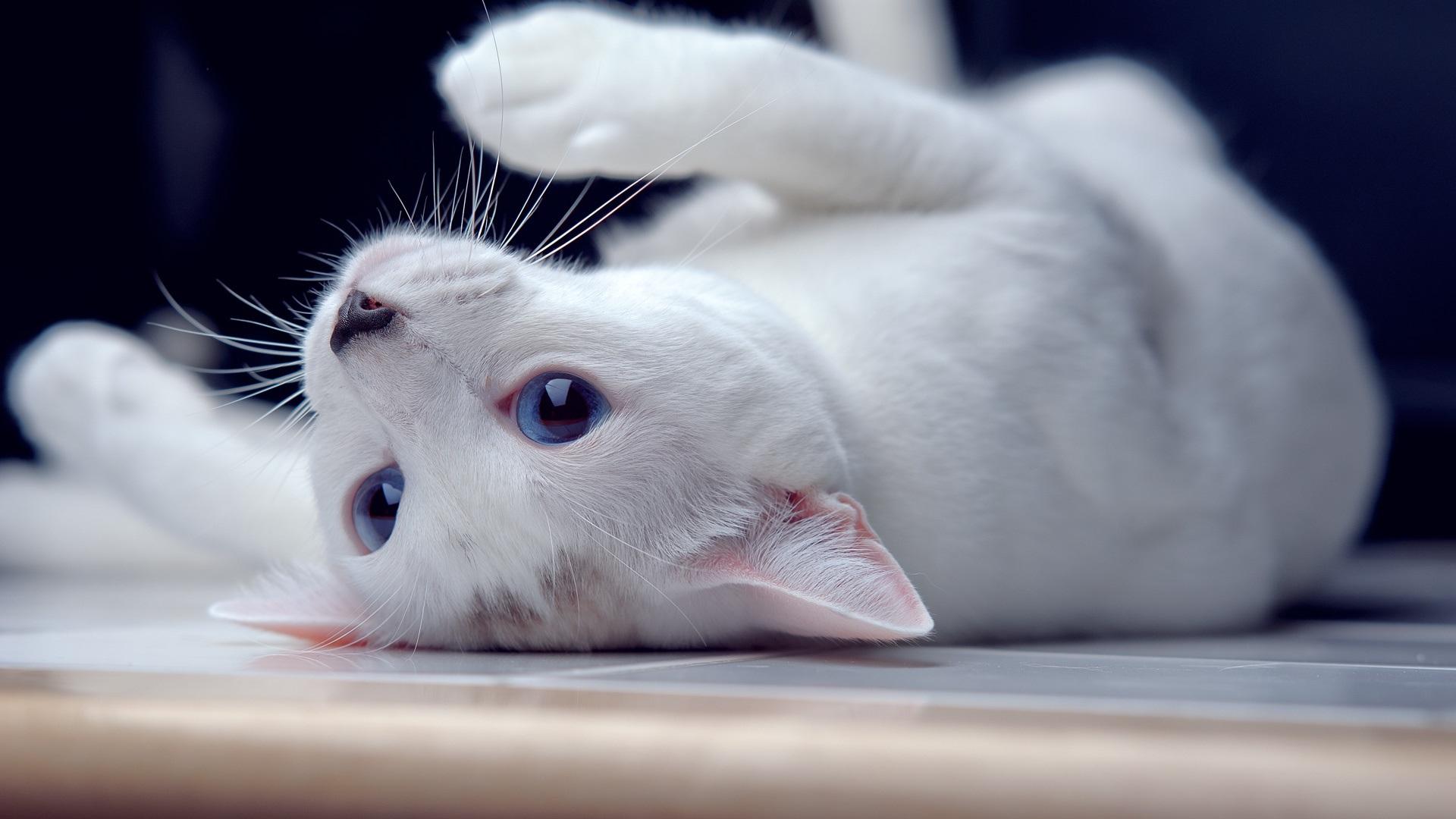 1920x1080 Wallpaper White kitten, blue eyes, playful 1920x1200 HD Picture, Image
