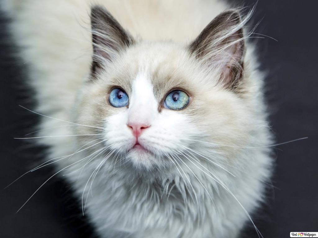 1024x768 White cat with blue eyes HD wallpaper download