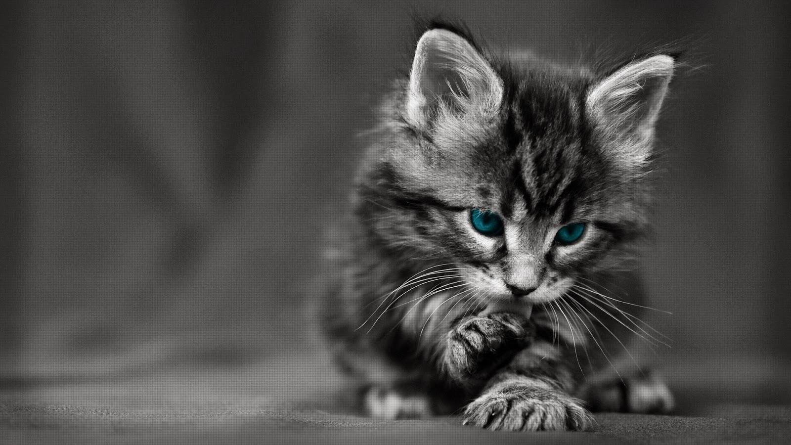 1600x900 Poster Palace: Cute Cat With Blue Eyes Wallpaper