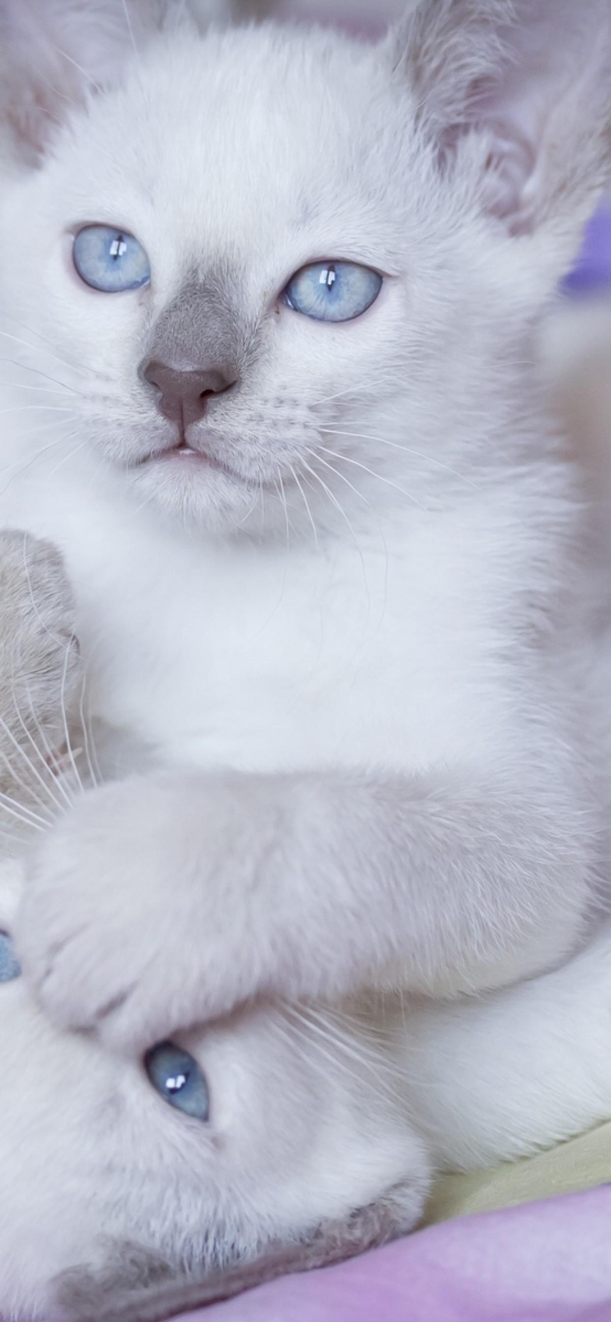 1242x2688 Download 1242x2688 White Cats, Playful, Blue Eyes, Cute, Kittens, Fur Wallpaper for iPhone 11 Pro Max & XS Max