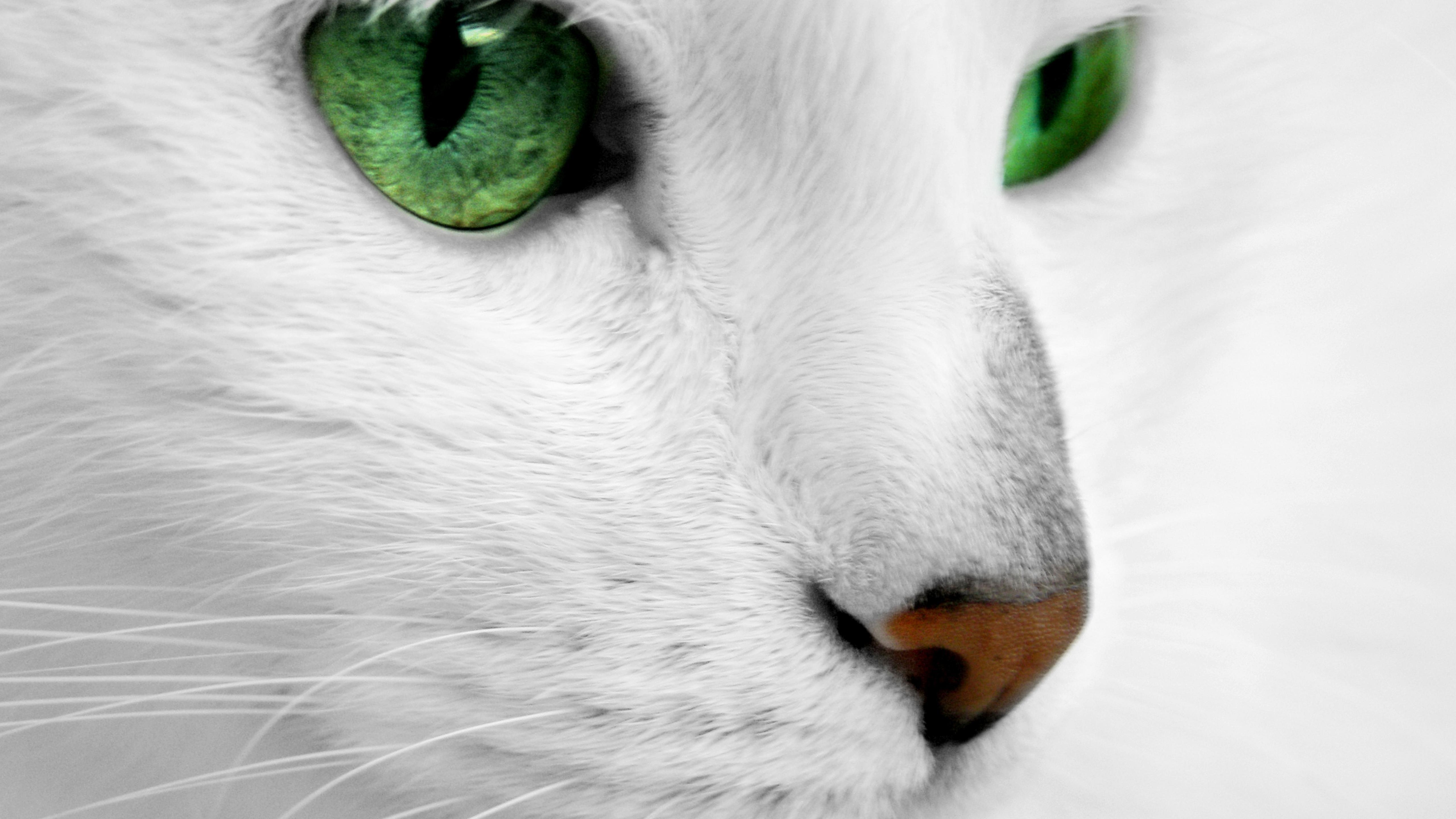5120x2880 White cat with green eyes