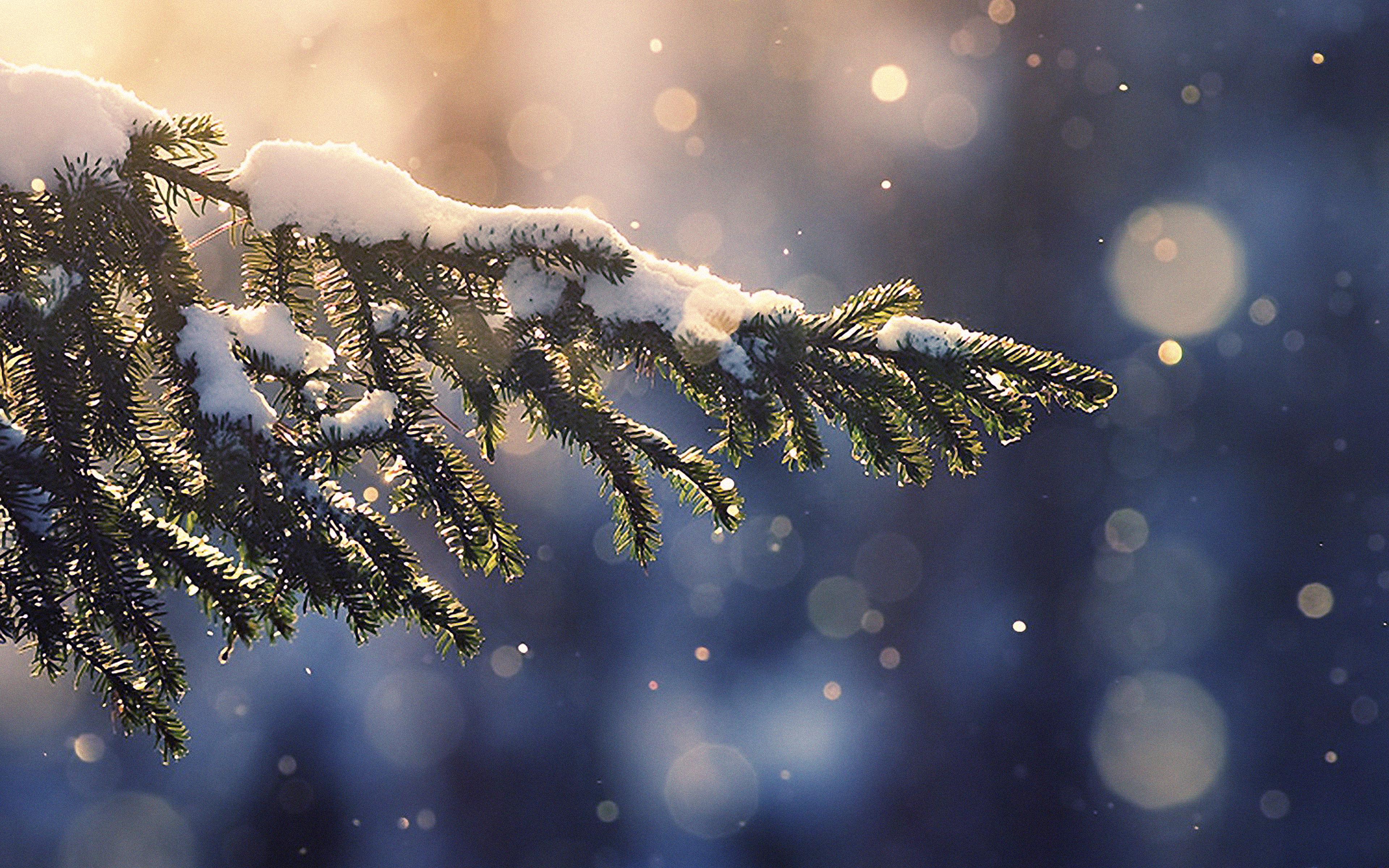 3840x2400 wallpaper for desktop, laptop. snowing tree blue christmas winter nature mountain