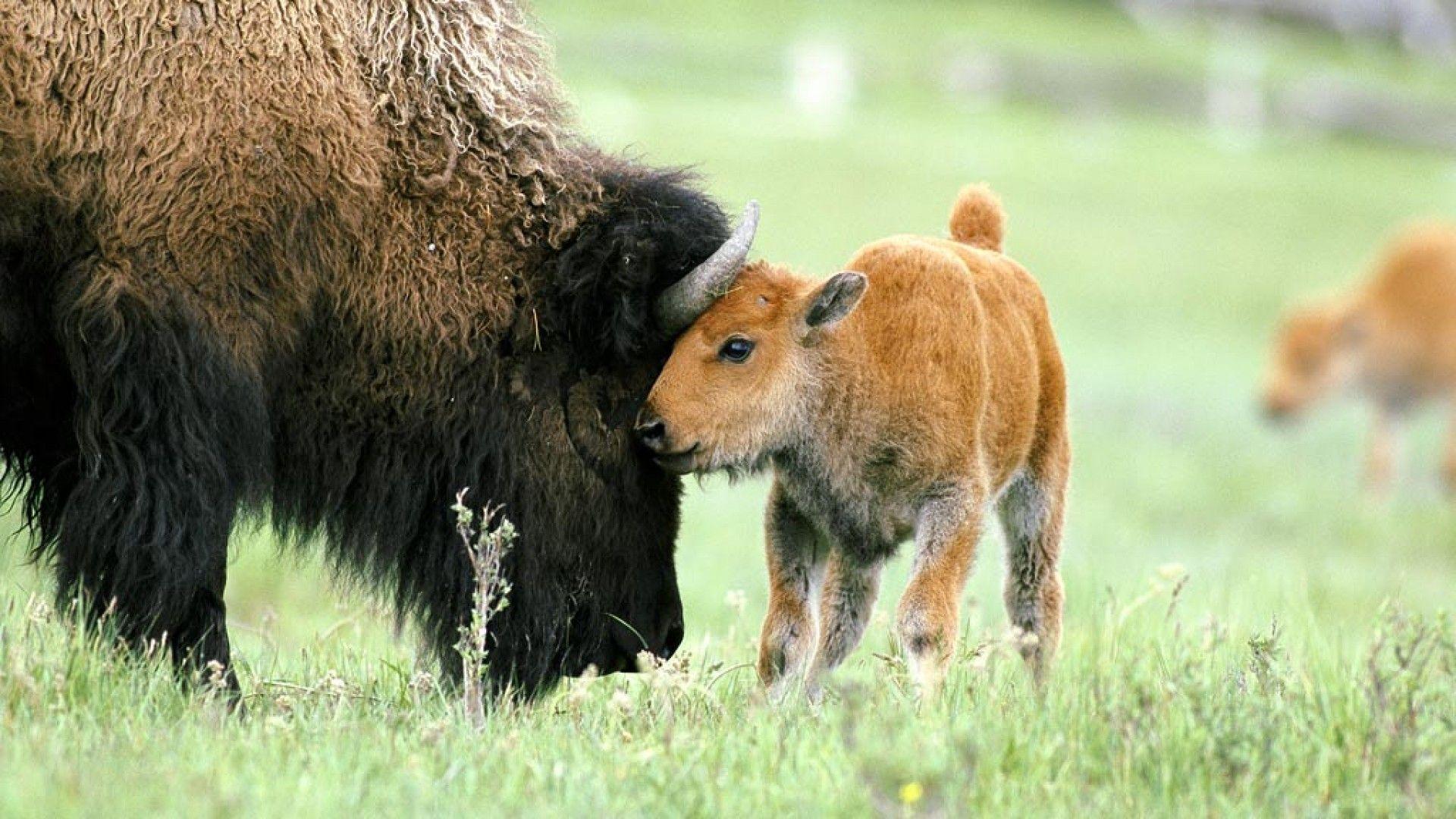 1920x1080 Bison Wallpaper, Top HD Bison Background, #QYJ Full HD