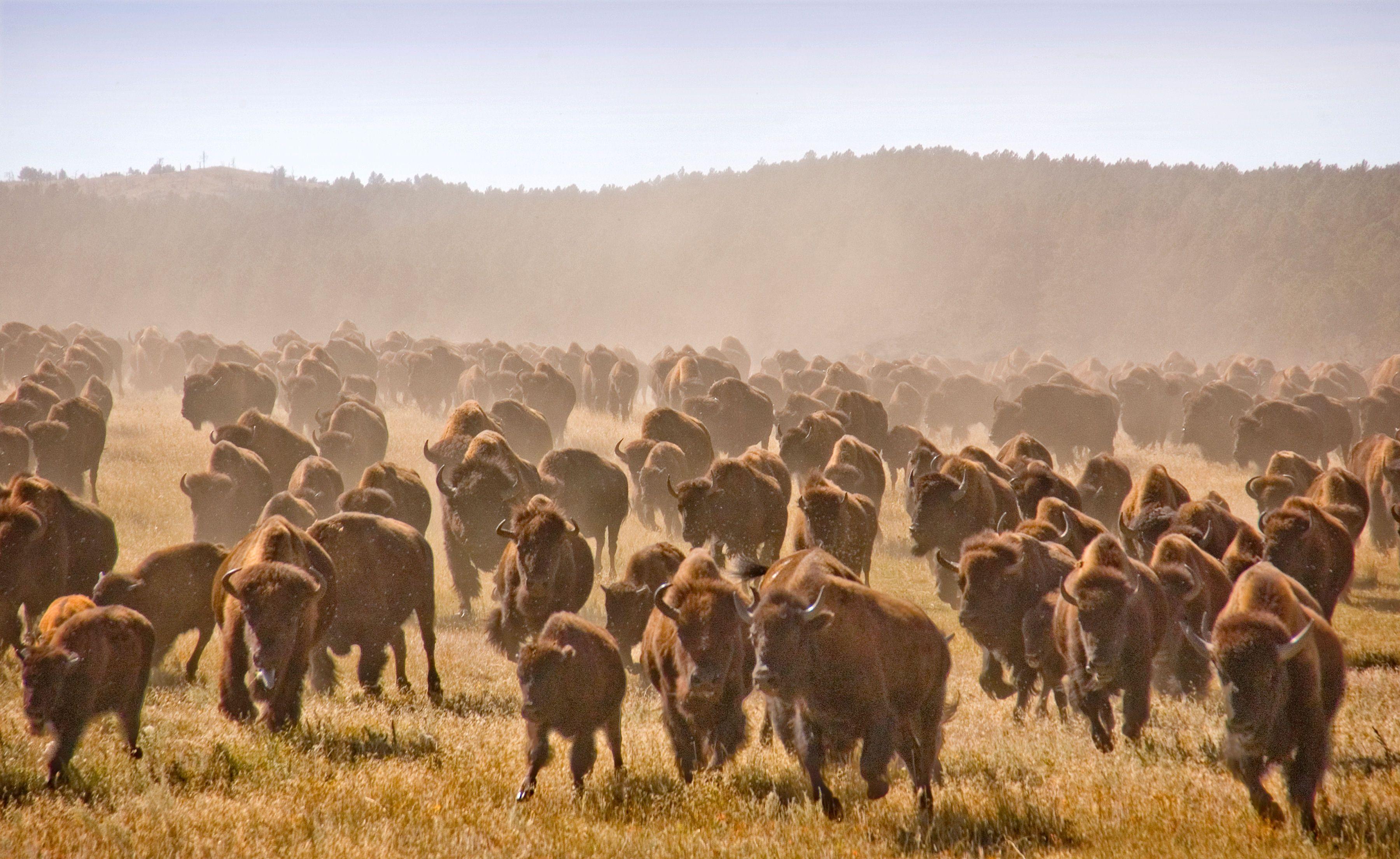 3600x2208 American Bison Wallpaper, Amazing Image of American Bison HD