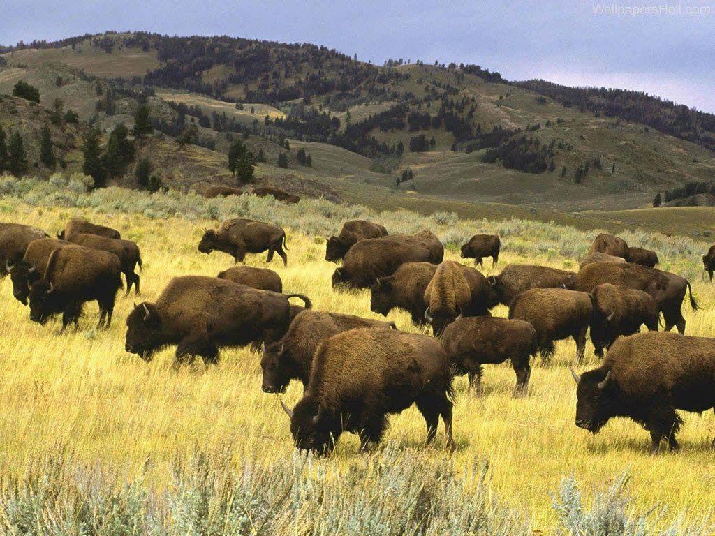 1024x768 Bison. bison buffalo wallpaper 005 back to bison buffalo wallpaper