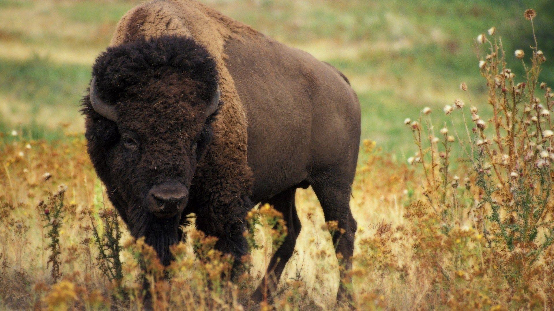 white-wolf-a-woolly-homecoming-crowd-cheers-as-34-wild-bison-are