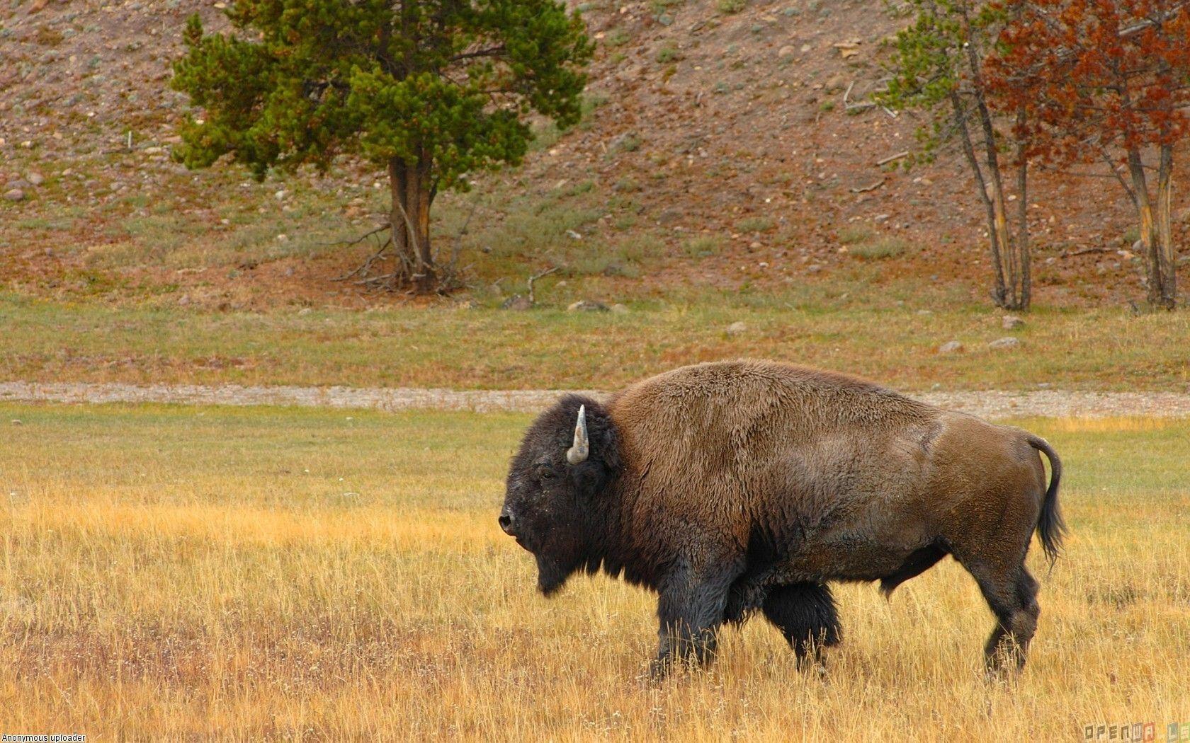 1680x1050 american buffalo picture. American buffalo wallpaper