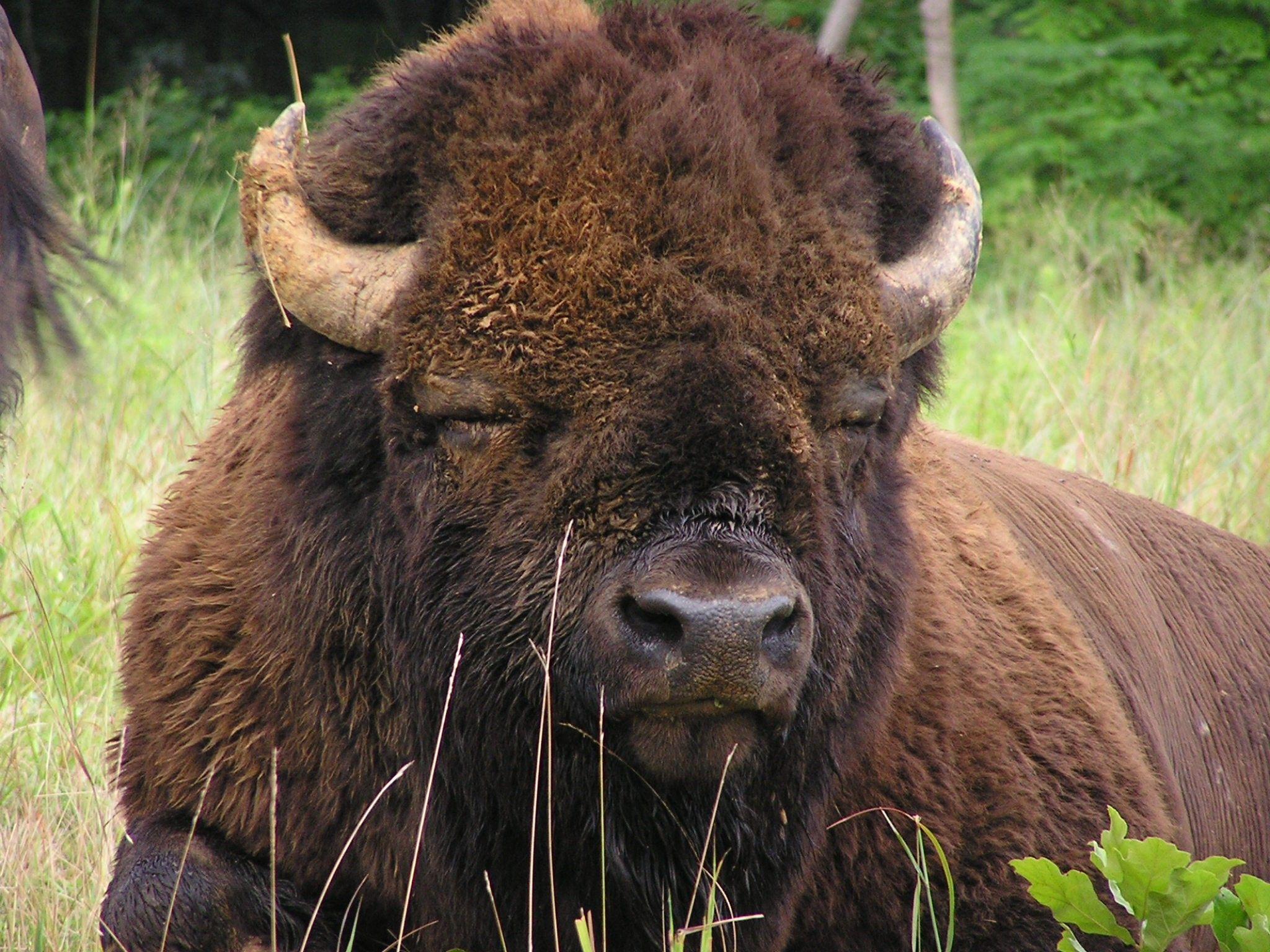 native-american-bison-wallpapers-top-free-native-american-bison