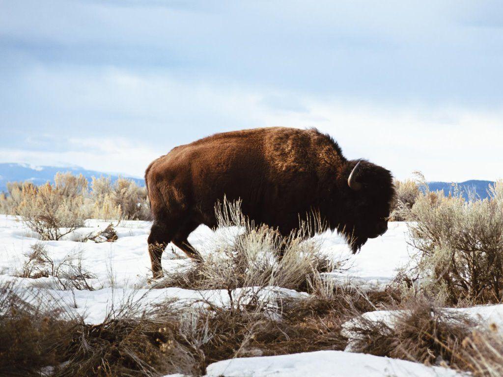 1024x768 American Bison Wallpaper, Amazing Image of American Bison HD