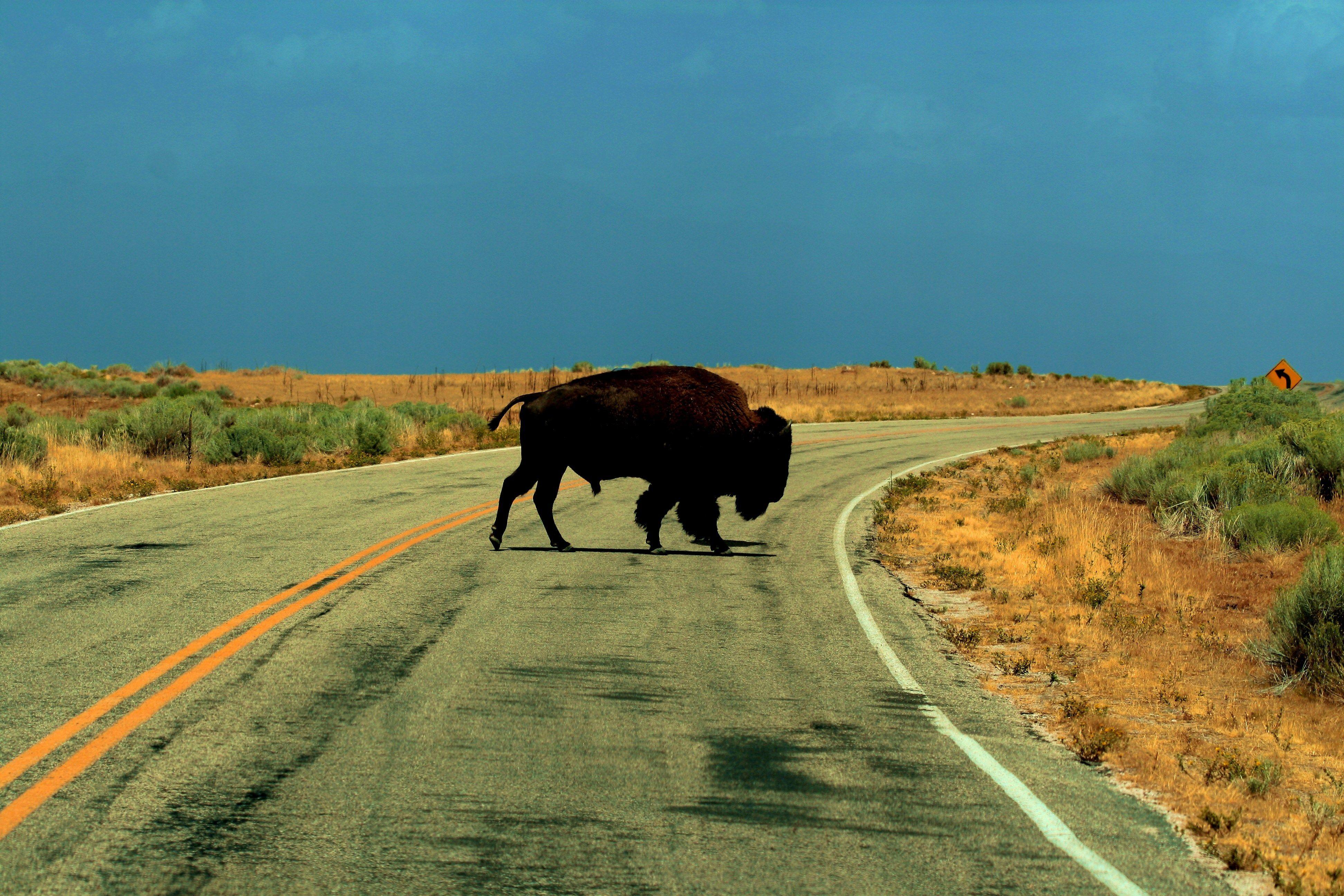 3888x2592 american bison wallpaper for desktops, 3888x2592 2134 kB