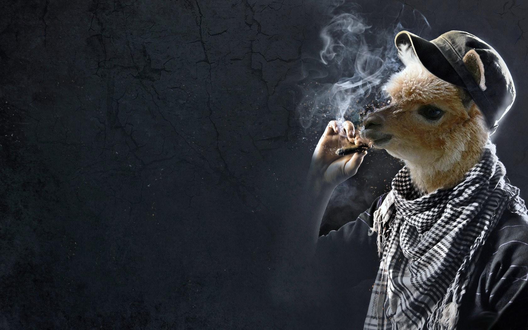 1680x1050 smoking, Funny, Llama, Digital, Art, Cigarettes Wallpaper HD / Desktop and Mobile Background