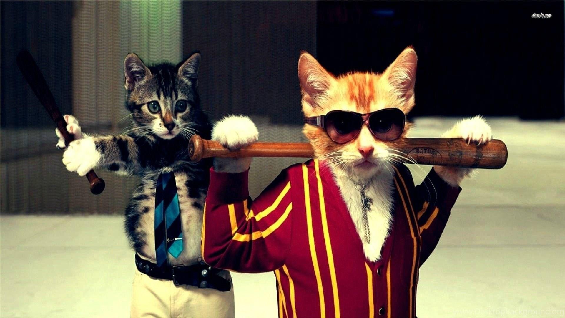 1920x1080 Funny Cats Wallpaper Digital Art Wallpaper Desktop Background