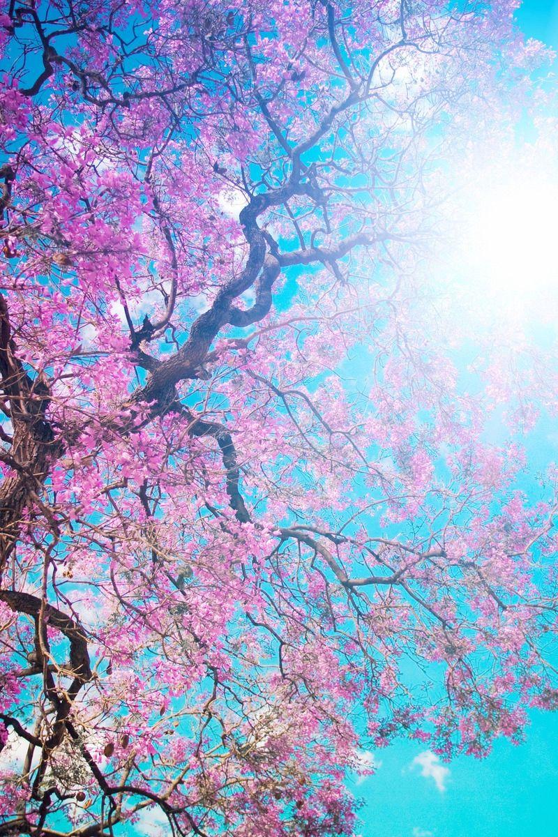 800x1200 Download Wallpaper 800x1200 O Hanami, Blossom Festival And To Enjoy