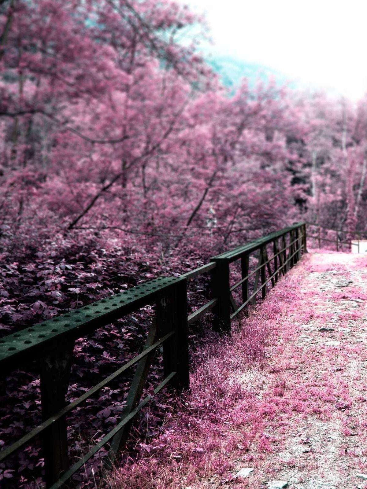 1200x1600 Japan Bridges Cherry Blossoms Mobile Wallpaper