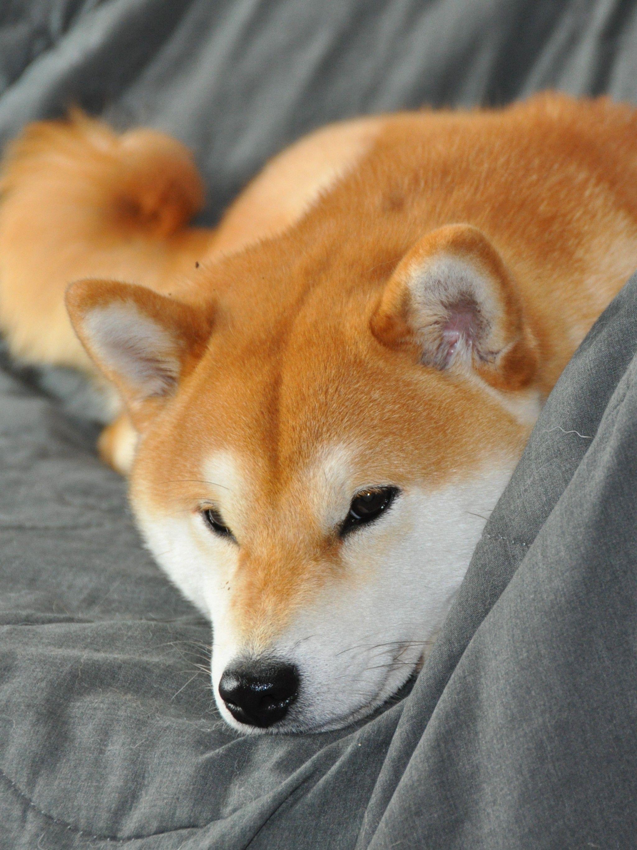 2048x2732 Download Wallpaper 2048x2732 Shiba inu, Shiba inu portrait, Spitz