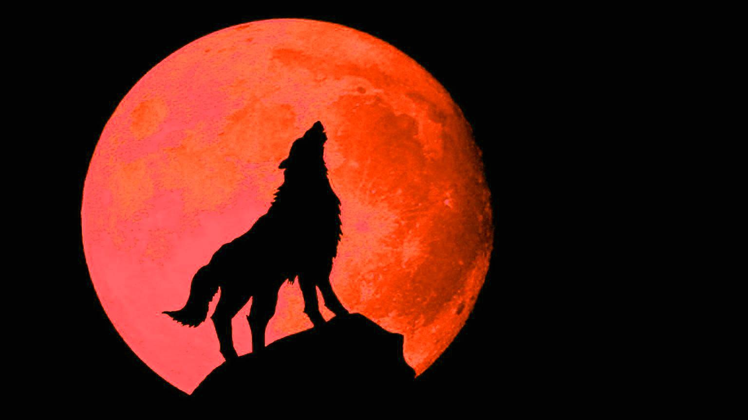 1536x864 Cool Wolf Wallpaper HD Free HD Wallpaper