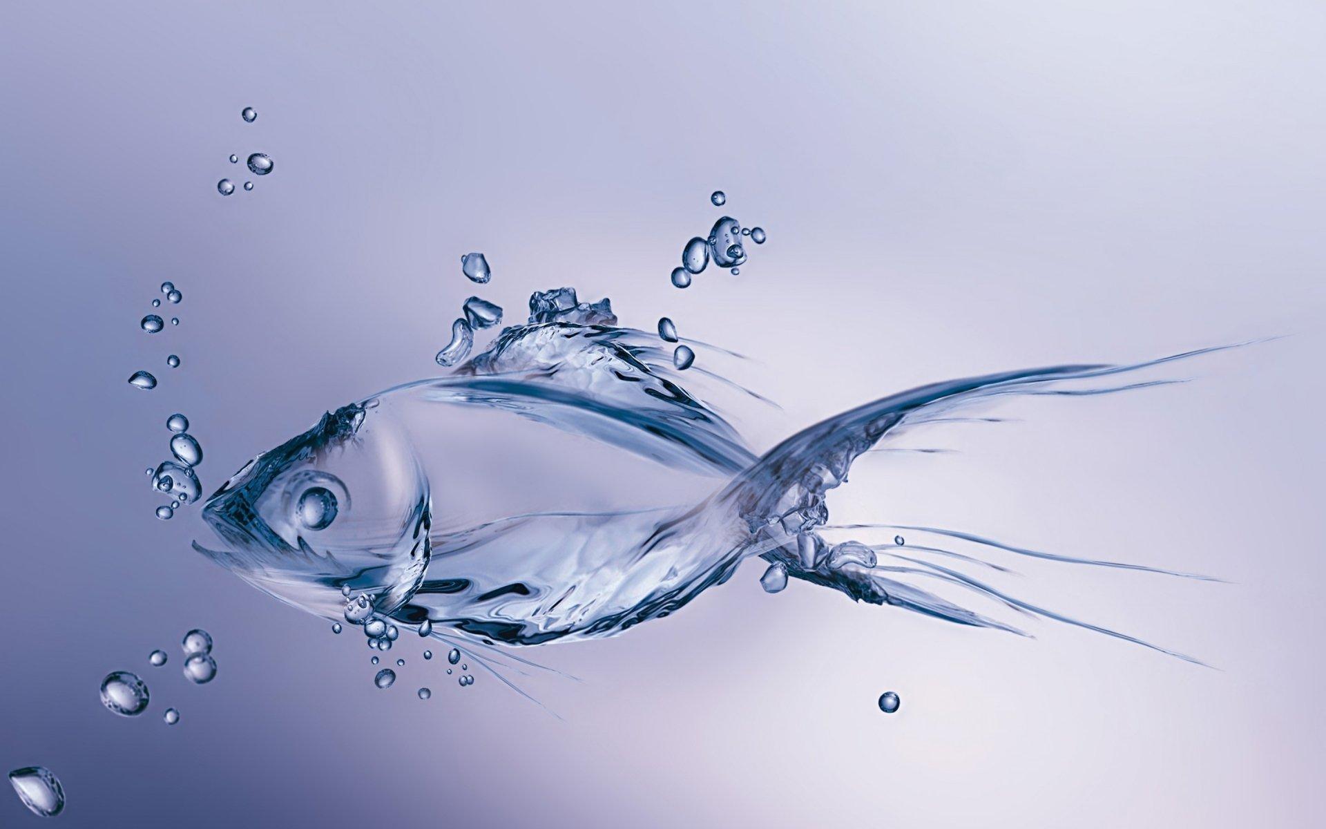 1920x1200 Fish HD Wallpaper and Background Image