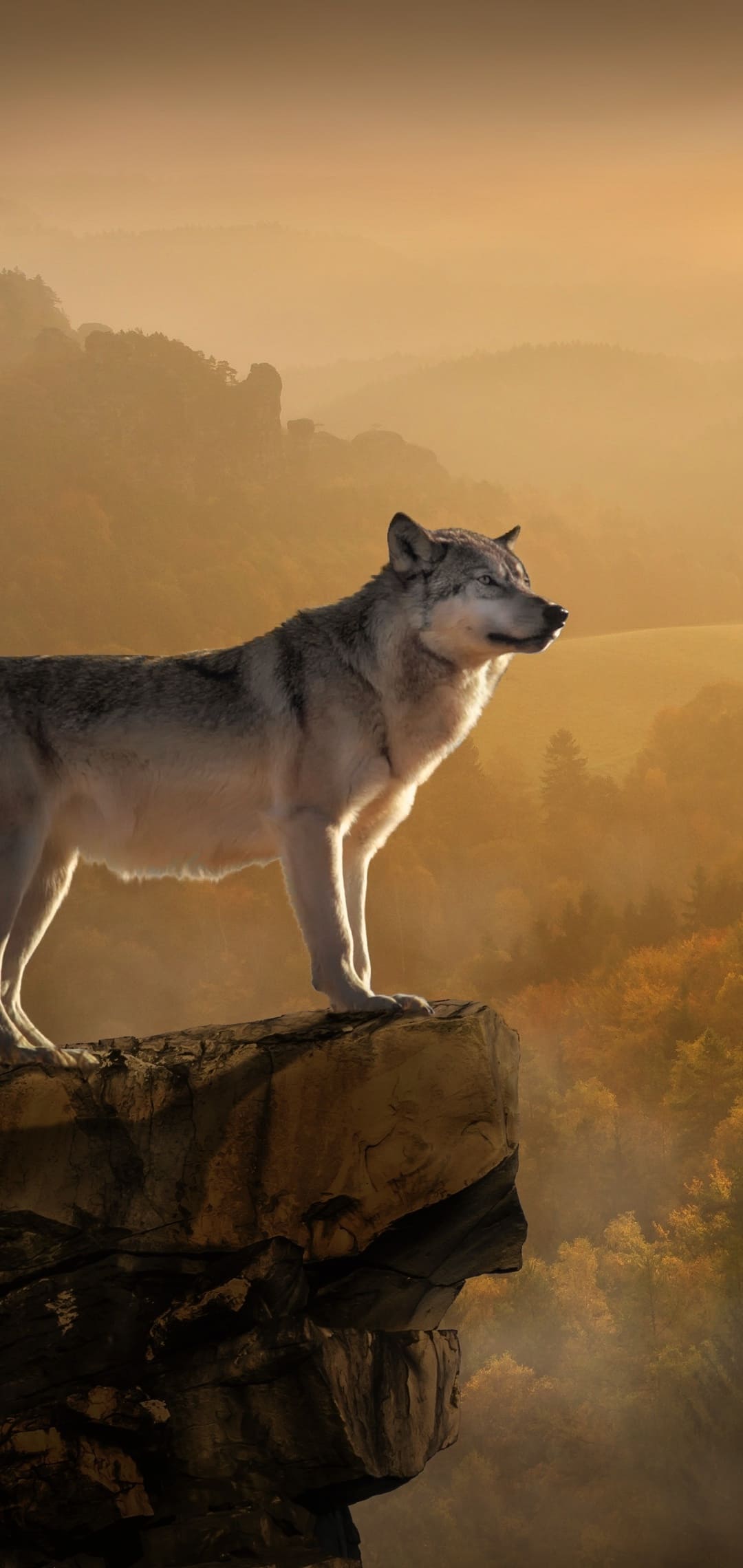 1080x2280 Wolf Wallpaper For Android Free Android Wallpaper