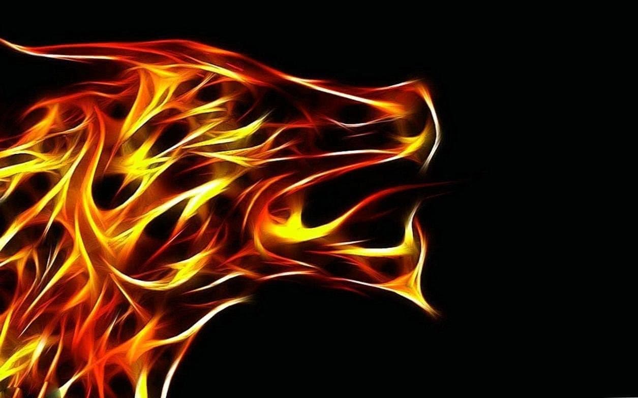 1255x784 Wallpaper Windows Wolf Wallpaper.pro