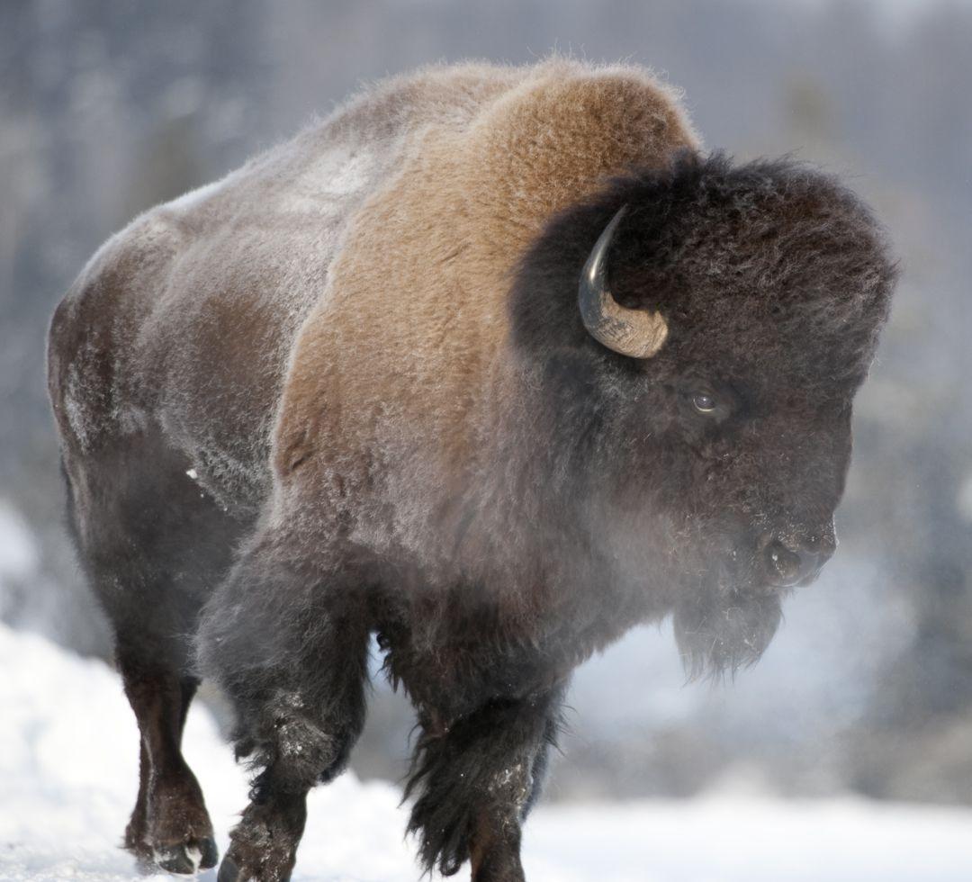 native-american-bison-wallpapers-top-free-native-american-bison