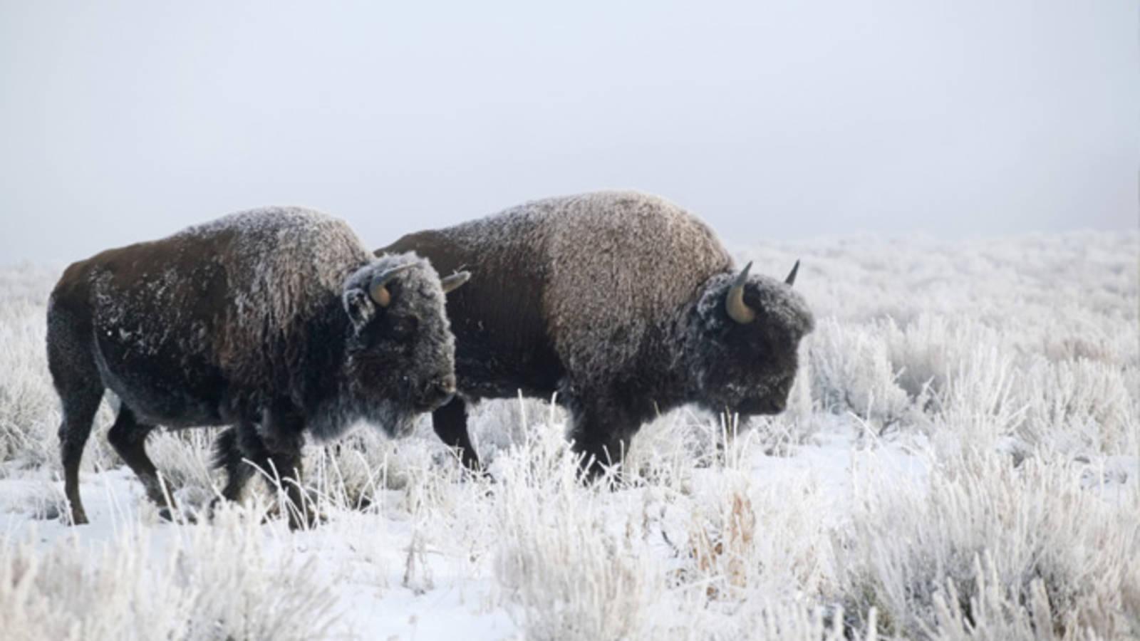 1600x900 Yellowstone Bison Quarantine Plan Another Step Toward Protecting an