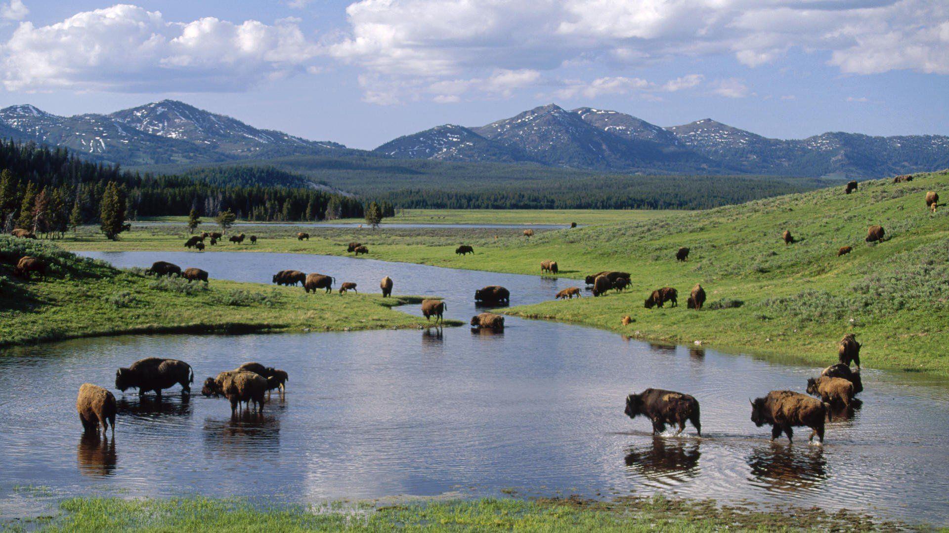 1920x1080 Wallpaper.wiki Bison Background Free Download PIC WPB003911