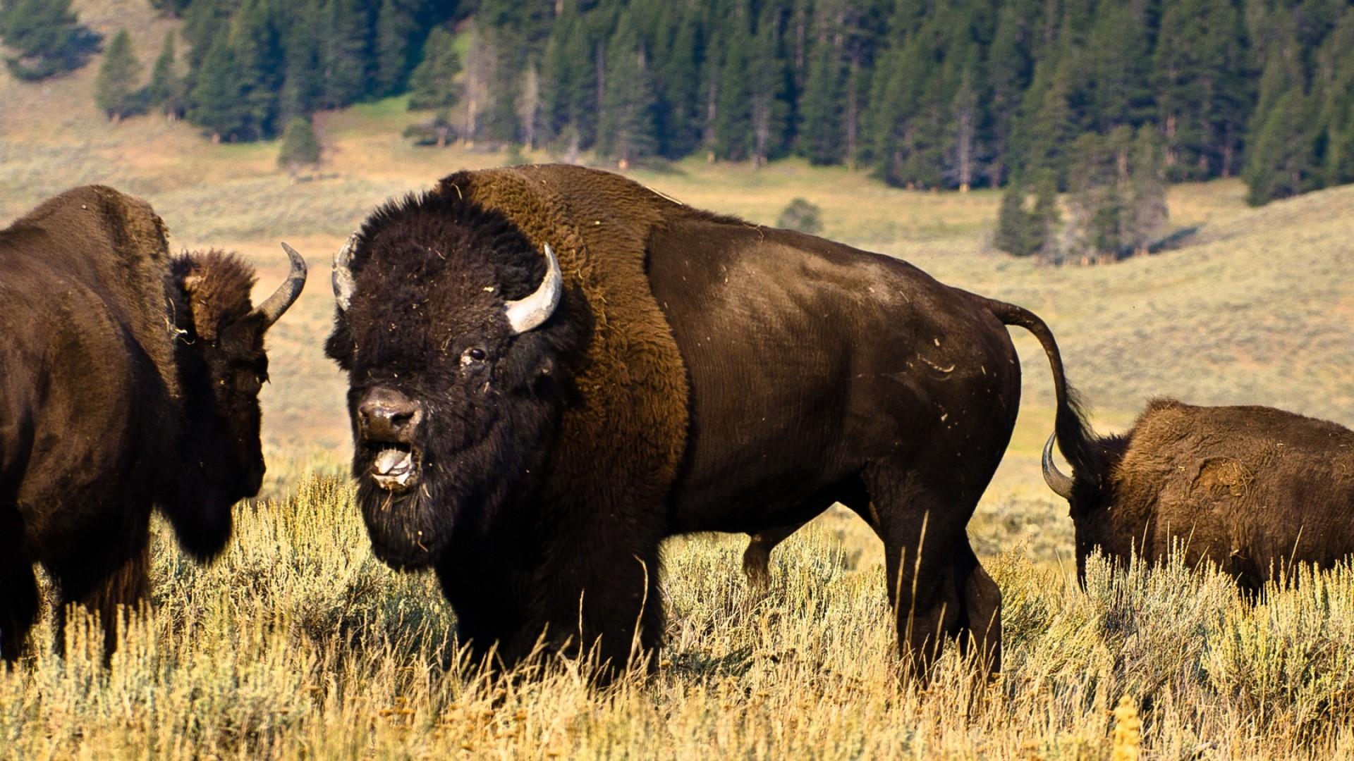 Native American Bison Wallpapers Top Free Native American Bison Backgrounds Wallpaperaccess 6809