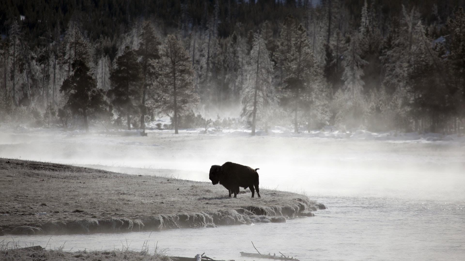 1920x1080 Buffalo wallpaper 1920x1080 Full HD (1080p) desktop background