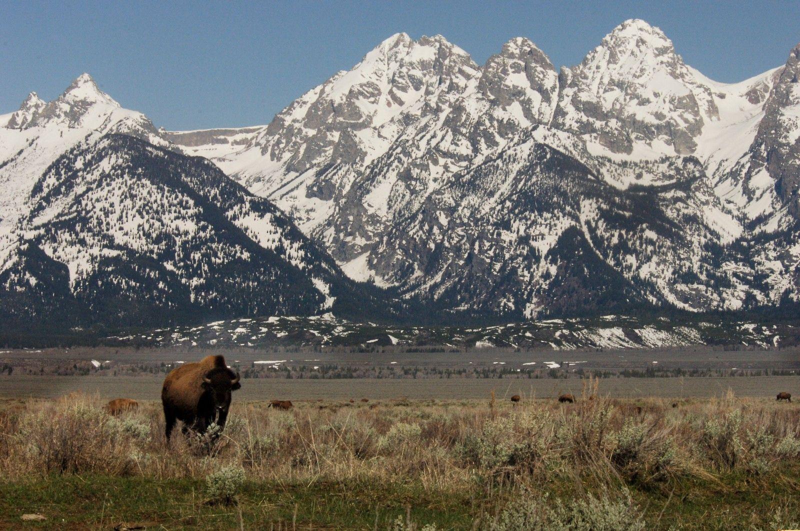 1600x1062 The New U.S. National Mammal, the Bison Is a Unifying Icon