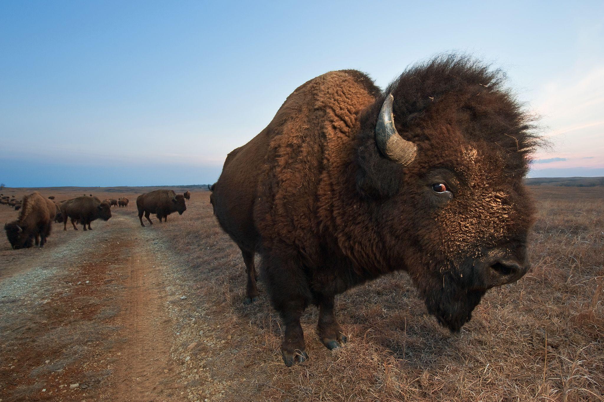 2048x1363 Bison Wallpaper High Quality